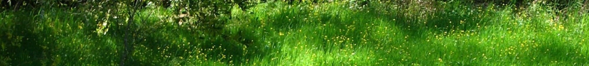 green grass field during daytime